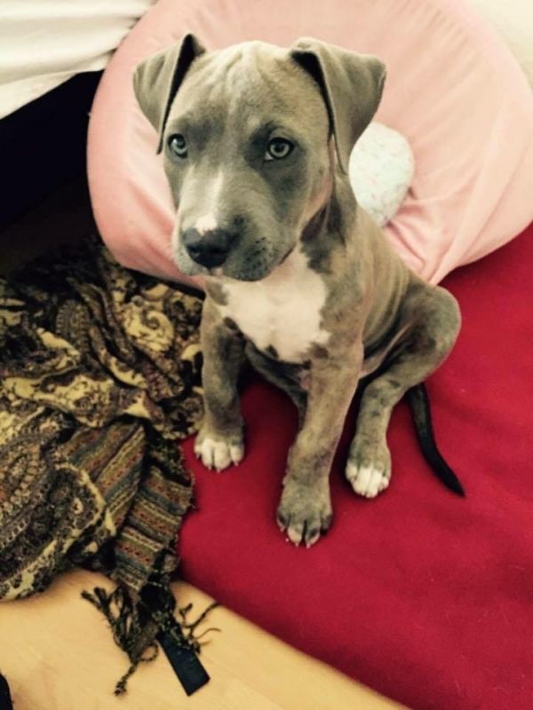 Molto bella e sani  cuccioli di pitbull per adozione maschi e femmine disponibili (gratis) 