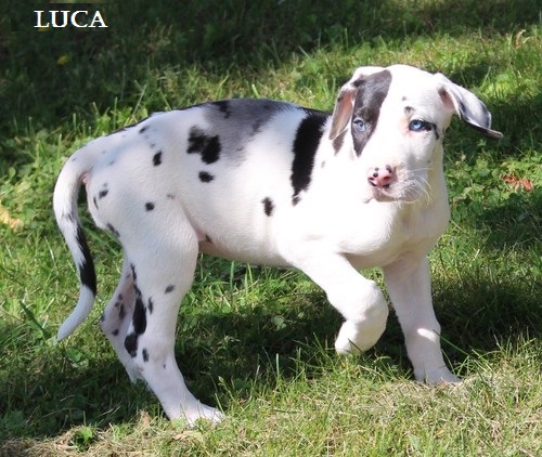  Regalo adorabili cuccioli Alano