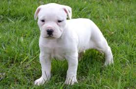 Cuccioli di AMERICANO PITBULL femminucce e maschietti disponibili