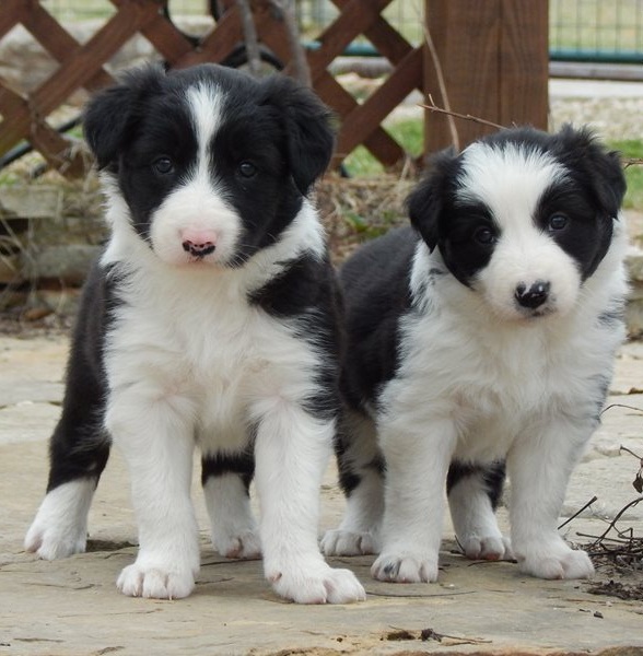 Regalo Cucciolo di Border collie in pronta consegna