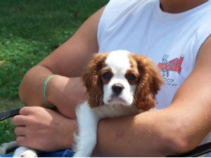Adorali cuccioli di cavalier king femminucce e maschietti disponibili per l'adozione