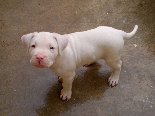   cuccioli di dogo argentino DISPONIBILI  ,.,.,. cuccioli di dogo argentino DISPONIBILI