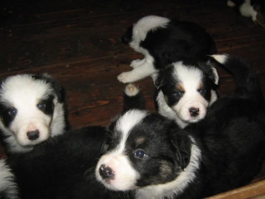 Border collie