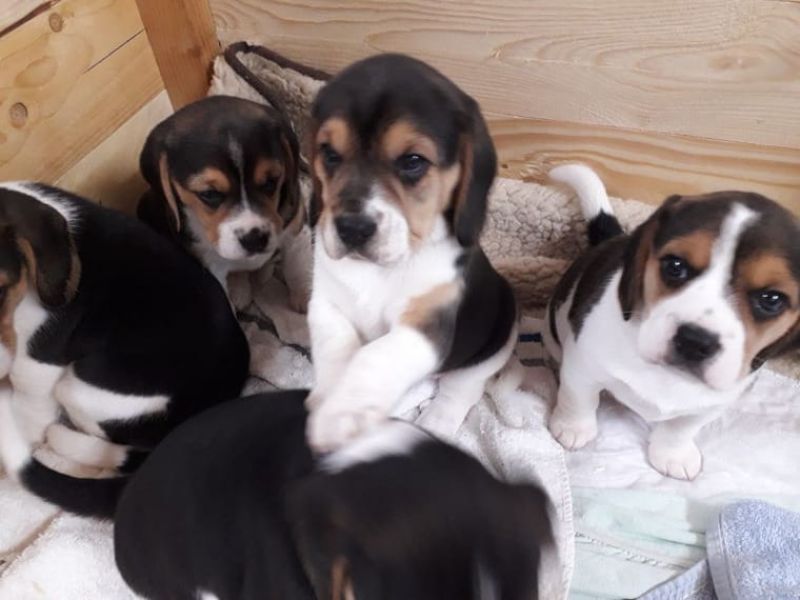 Belissime cuccioli di beagle disponibili