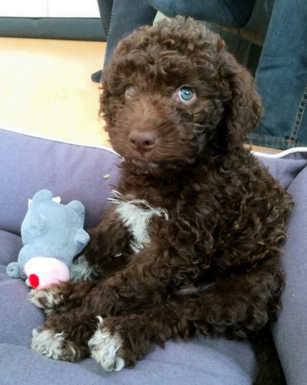 Lagotto Romagnolo cuccioli introvabili cuccioli di Lagotto Romagnolo intelligenti e dolcissimi attac
