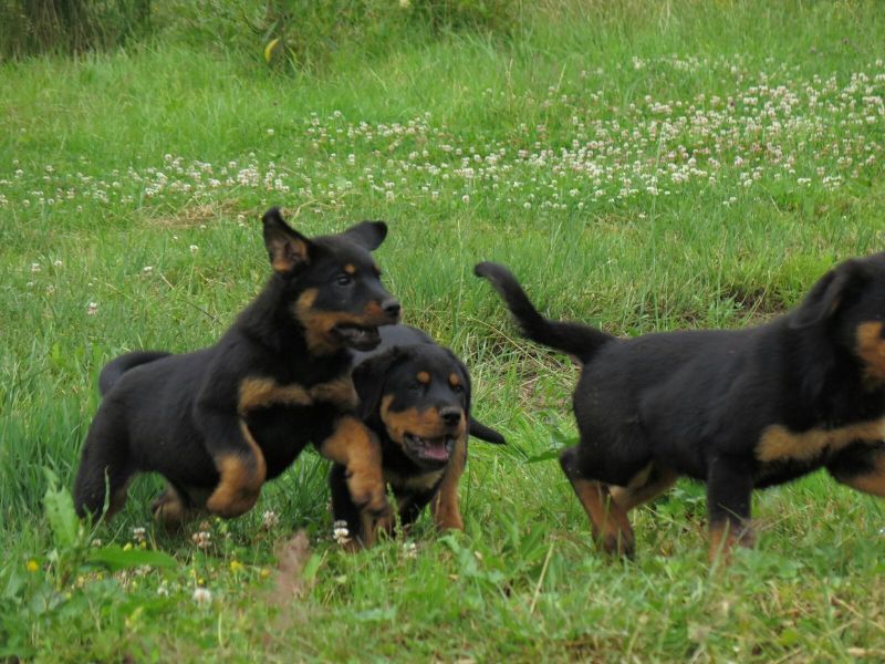 cuccioli di ROTTWEILER   ( per regalo )