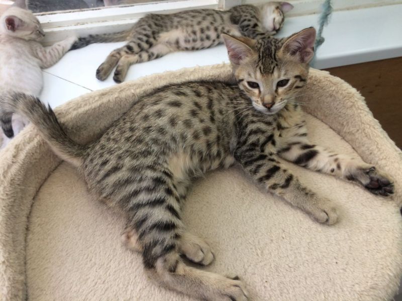 Regalo gattini savana per adozione