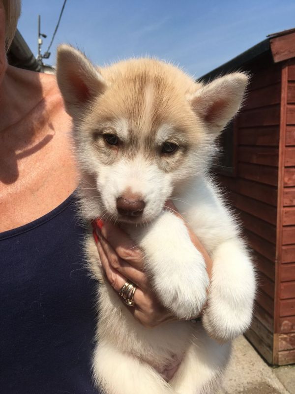 Regalo Cuccioli di Havanaise in pronta consegna