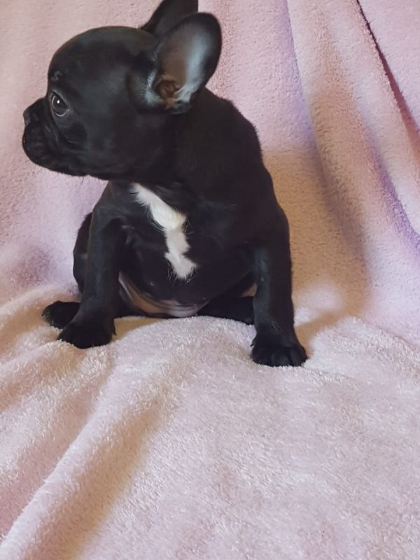  regalo cuccioli di Bulldog Francese disponibili per l'adozione