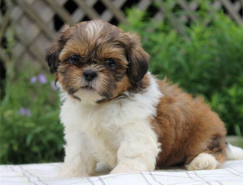 REGALO Cuccioli Shih Tzu