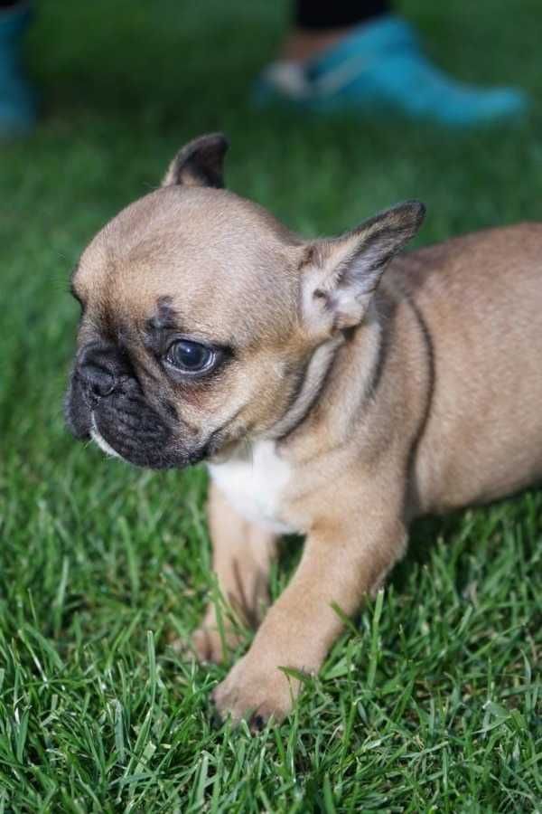 Sani maschio e femmina cuccioli di bulldog francese per adozione 