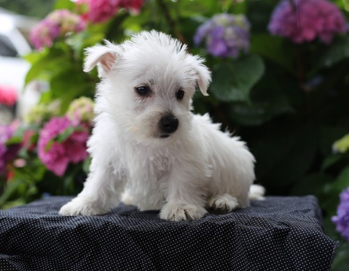 Regalo adorabili cuccioli  West highland terrier bianco  femminucce e maschietti gratuita