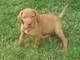 Cuccioli di Bracco ungherese - Vizsla maschi e femmine.