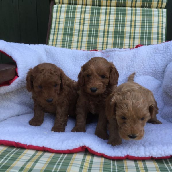REGALO barboncino cuccioli Adorabili cuccioli di Poodle standart femminucce e maschietti disponibili