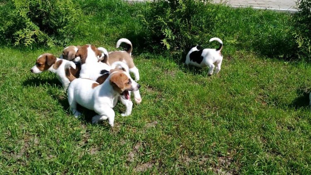 Cuccioli di jack russel per adozione ( regalo  )