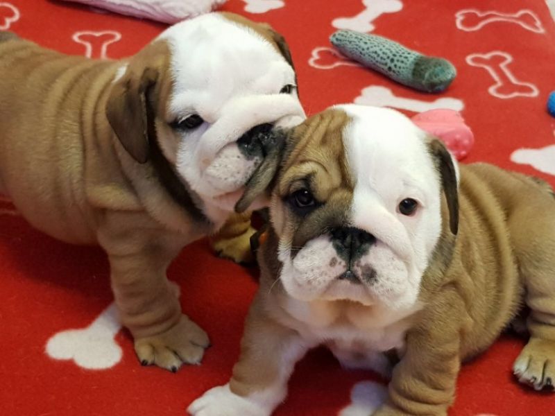 Regalo Bulldog inglese cuccioli disponibili