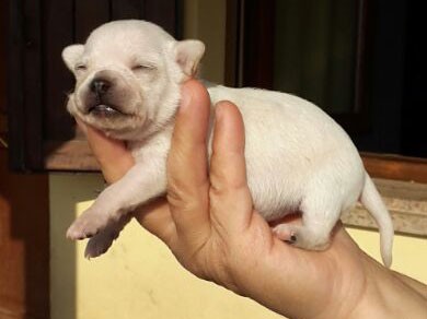 Cuccioli chihuahua mini 