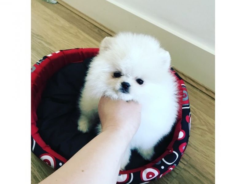 Volpino spitz pomerania