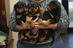  cuccioli di ROTTWEILER   per adozione ( regalo  )