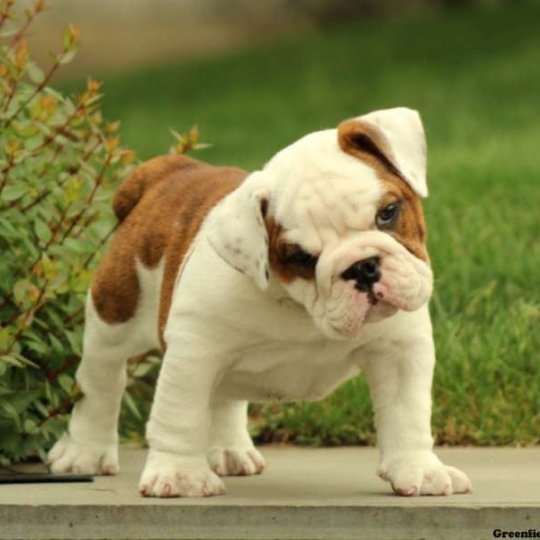  disponibili subito di bulldog inglese