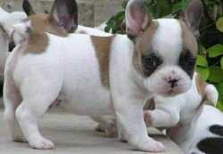 Cuccioli di bulldog francese femminucce e maschietti disponibili per l'adozione gratuita