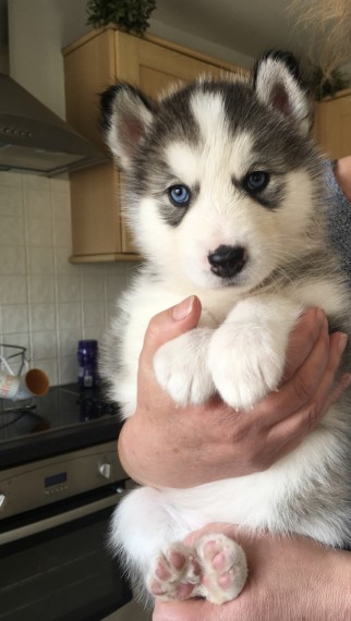   Regalo cuccioli Siberian Husky Maschio e Femmina