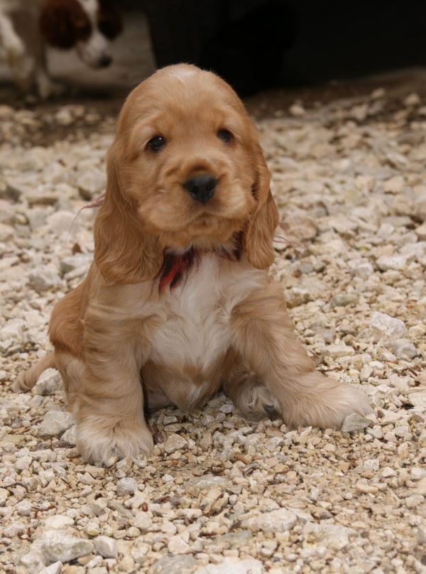 Cuccioli di cocker-spaniel   per adozione ( maschio e femmina )