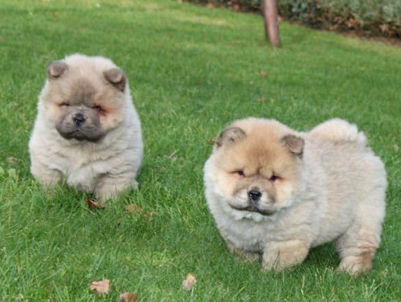  cuccioli di CHOW  CHOW  per adozione ( regalo )