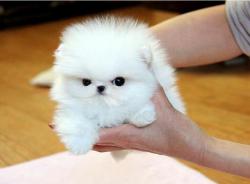 12 settimane di et� Pomerania disponibili