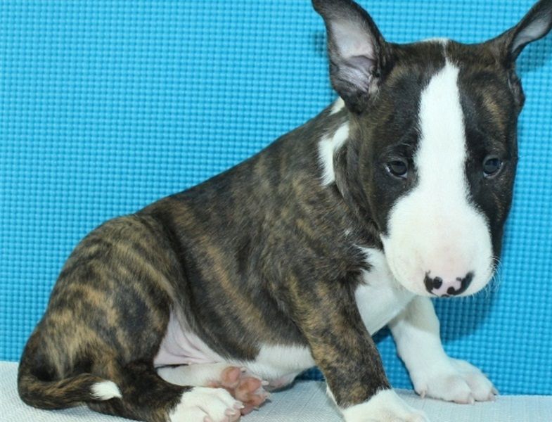 Regalo Cucciolo di Bull terrier in pronta consegna i cuccioli verranno Dato dopo 90 giorni dalla nas
