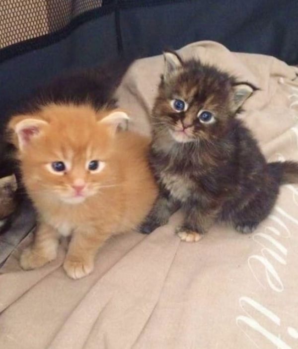  gattini main coon per adozione per adozione ( regalo  )