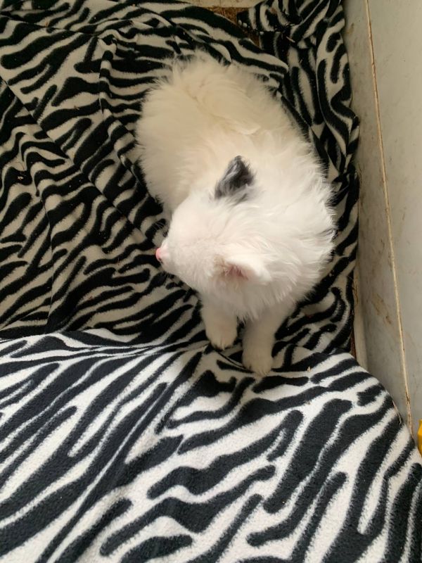 Bellissimi cuccioli di Volpino Pomerania E-MAIL  (marieiris783@gmail.com)