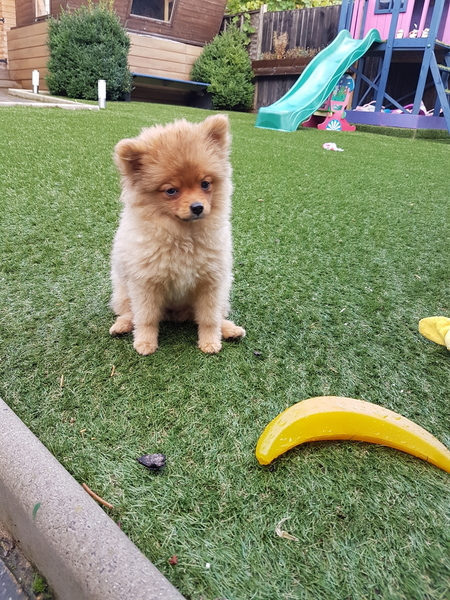 Regalo Volpini cuccioli di pomerania