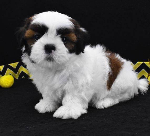 Simpatici cuccioli di Shih Tzu disponibili
