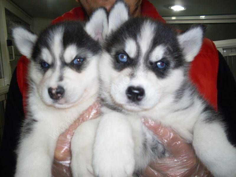Adorabili cuccioli siberiani
