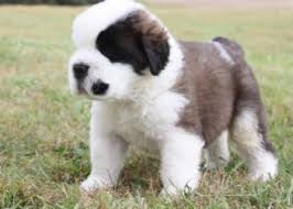 Adorabili cuccioli di san bernardo femminucce e maschietti disponibili per l'adozione cuccioli sono 