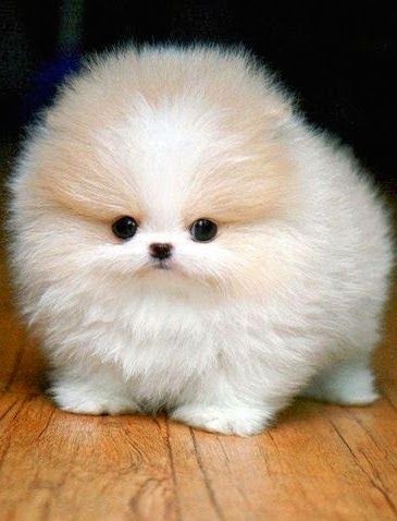 Cuccioli di pomerania volpino femminucce e maschietti disponibili per l'adozione