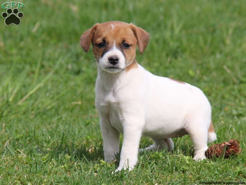 Adorabili cuccioli di jack russel femminucce e maschietti disponibili per l'adozione gratuita i cucc