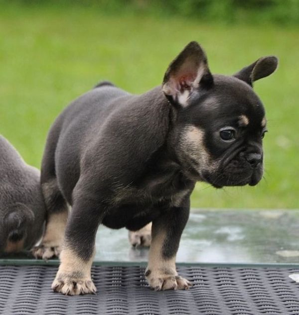 Adorabili cuccioli di Bulldog Francese femminucce e maschietti disponibili per l'adozione