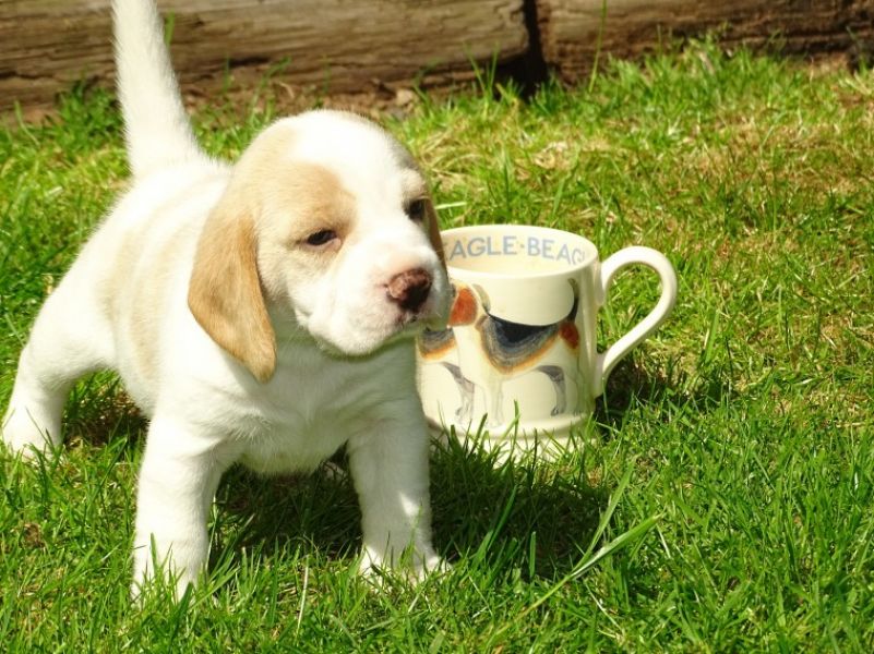 Regalo cuccioli di Beagle