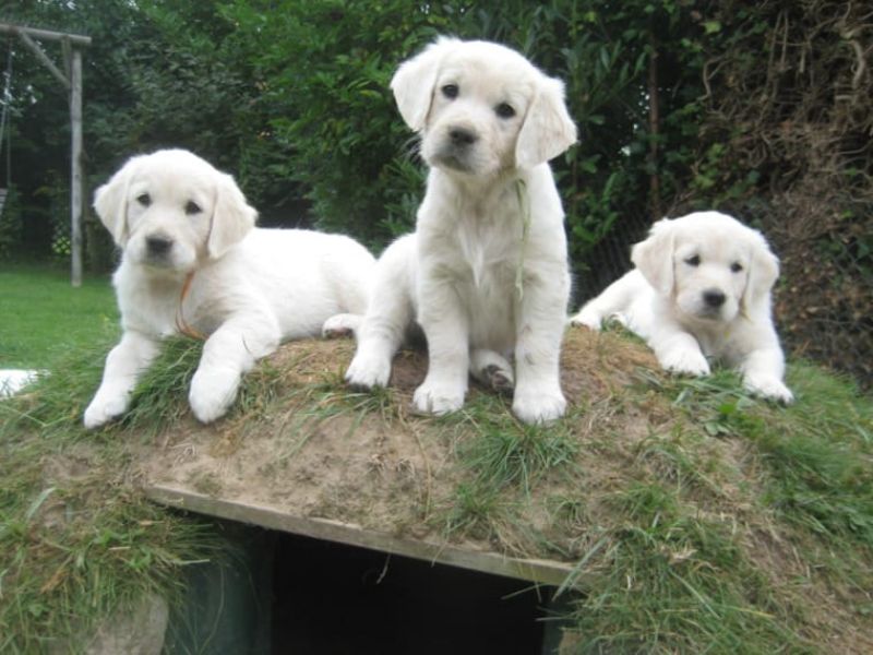 Regalo Cuccioli di Golden retriver