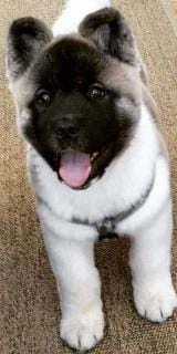 Molto bella e sani cuccioli di akita-inu  per adozione maschi e femmine disponibili (gratis)