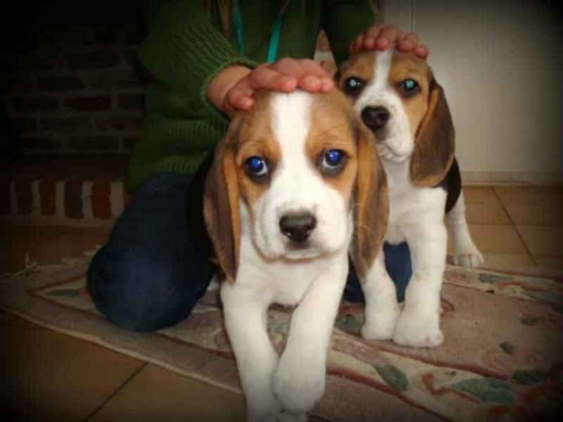Regalo cuccioli di Beagle