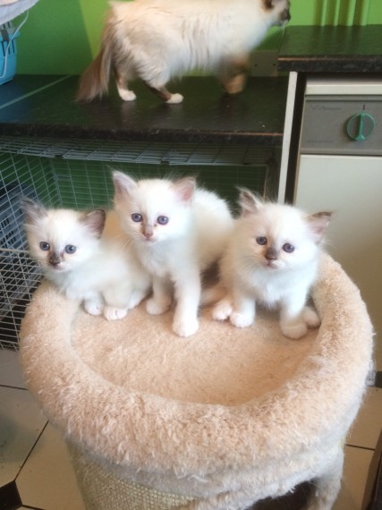 Bellissimi gattini burmese in regalo