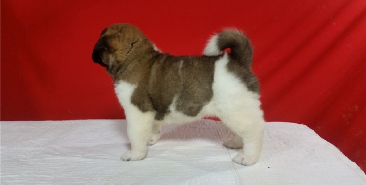 Regalo Cucciolo di Akita inu in pronta consegna