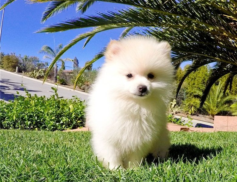  cuccioli di volpino pomeranian  per adozione ( maschio e femmina )
