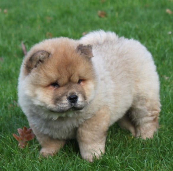  cuccioli di CHOW  CHOW  per adozione ( maschio e femmina )