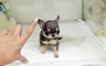 (Chihuahua Mini Toy) troppo belli.  (Chihuahua Mini Toy) troppo belli.