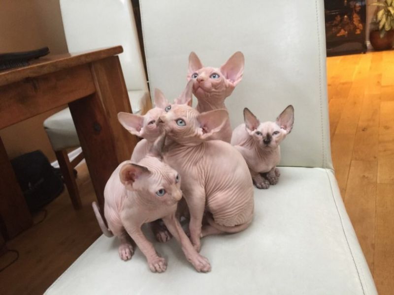 Adorabili gattini Sphynx in regalo