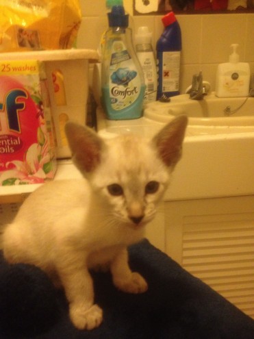 Regalo Gattini di razza Siamese  Gattini di razza Siamese e Orientale , bellissimi, di alta genealog